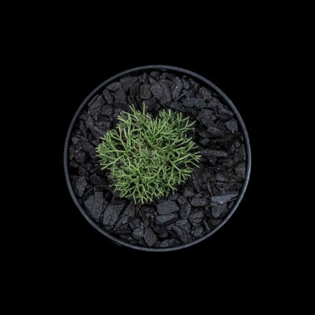モンソニア ペニクリナム / Monsonia peniculina #5