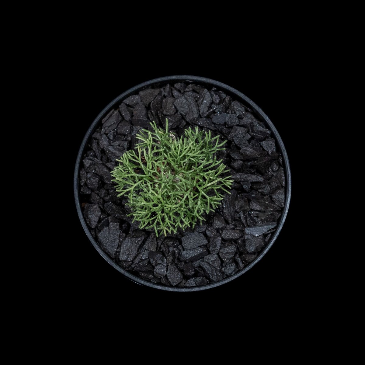 モンソニア ペニクリナム / Monsonia peniculina #5 | Ducks (