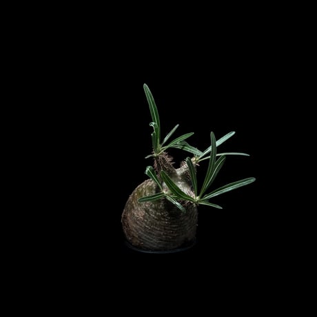 パキポディウム グラキリス / Pachypodium rosulatum var. gracilius #30