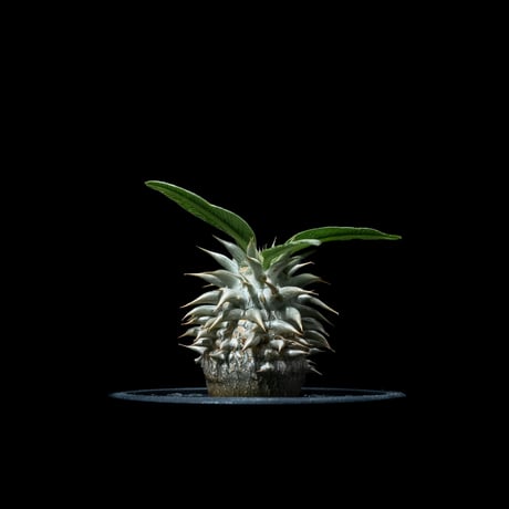パキポディウム エブレネウム / Pachypodium eburneum #2