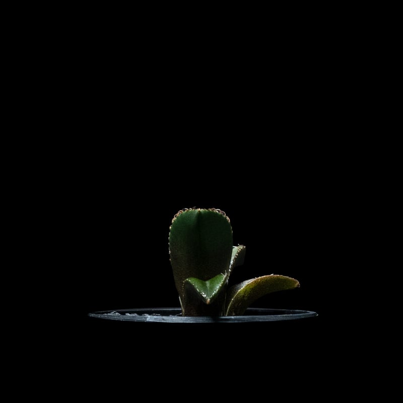 アガベ チタノタ 黒豹・ダイヤモンド / Agave titanota 'Black アガベ チタノタ 黒豹・ダイヤモンド / Agave titanota 'Black