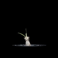 パキポディウム グラキリス / Pachypodium rosulatum var. gracilius #6
