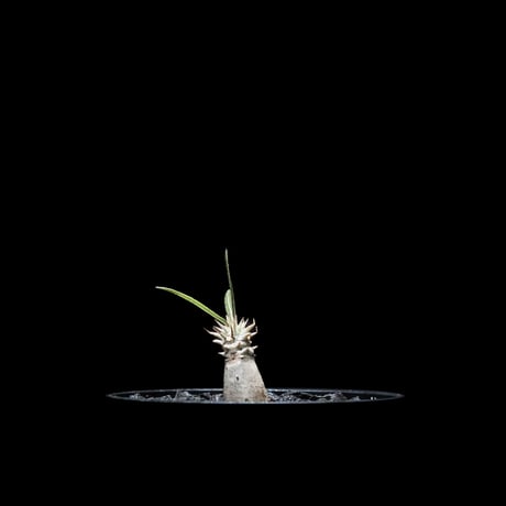 パキポディウム グラキリス / Pachypodium rosulatum var. gracilius #6