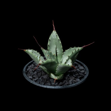 アガベ 八荒雷神 / Agave potatorum × macroacantha #4