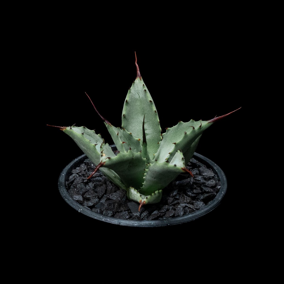 アガベ 八荒雷神 / Agave potatorum × macroacantha #4 |