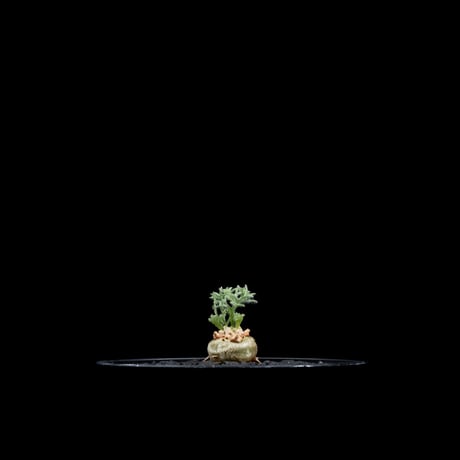 モンソニア ペニクリナム / Monsonia peniculina #25