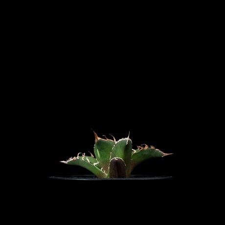 アガベ チタノタ シーザー / Agave titanota ‘Caesar’ #45