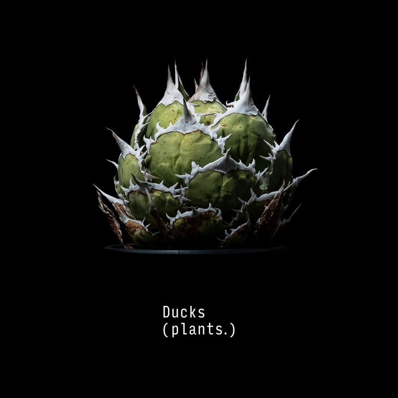 受注生産】アートコレクション/アガベ（A2ポスター） | Ducks ( plants. )