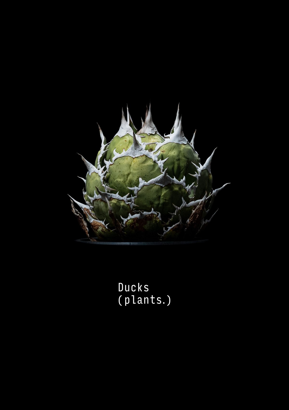 受注生産】アートコレクション/アガベ（A2ポスター） | Ducks ( plants. )