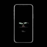 【スマホ壁紙】ペラルゴニウム ロバツム