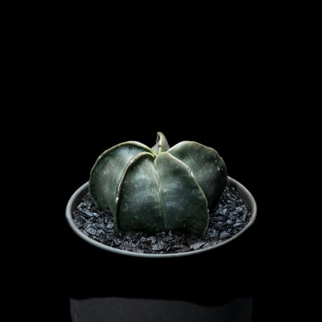 アストロフィツム 碧瑠璃鸞鳳玉 / Astrophytum myriostigma var. nudum