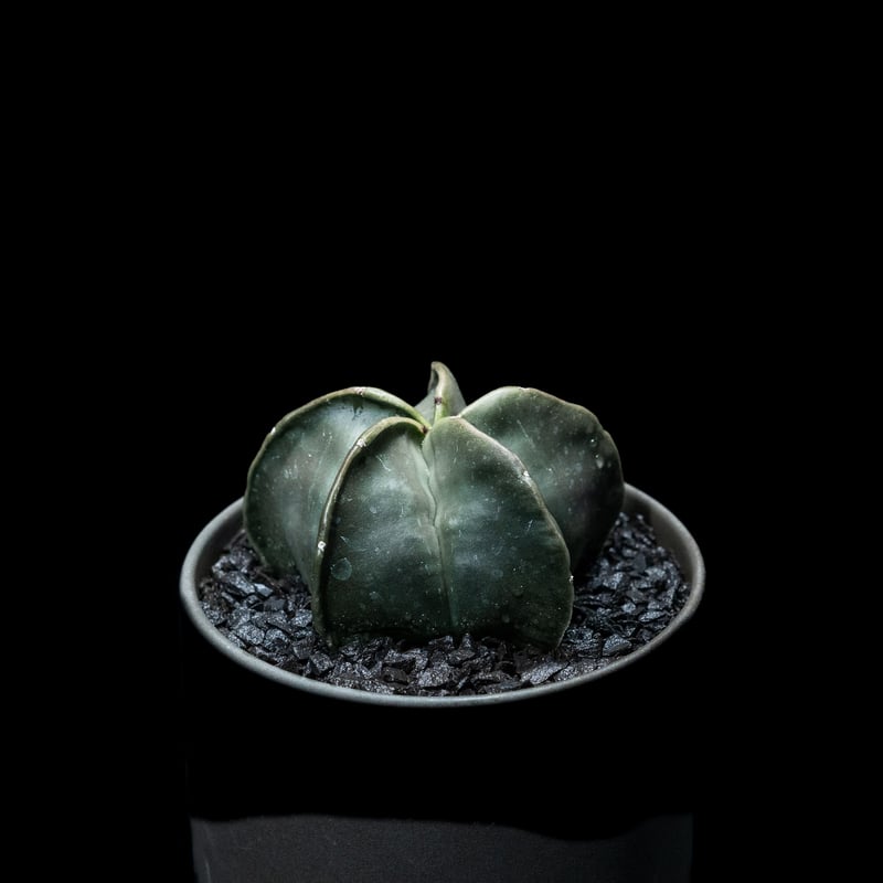 y*u様 碧瑠璃ランポー 特長50cm以上 アストロフィツム碧瑠璃鸞鳳玉