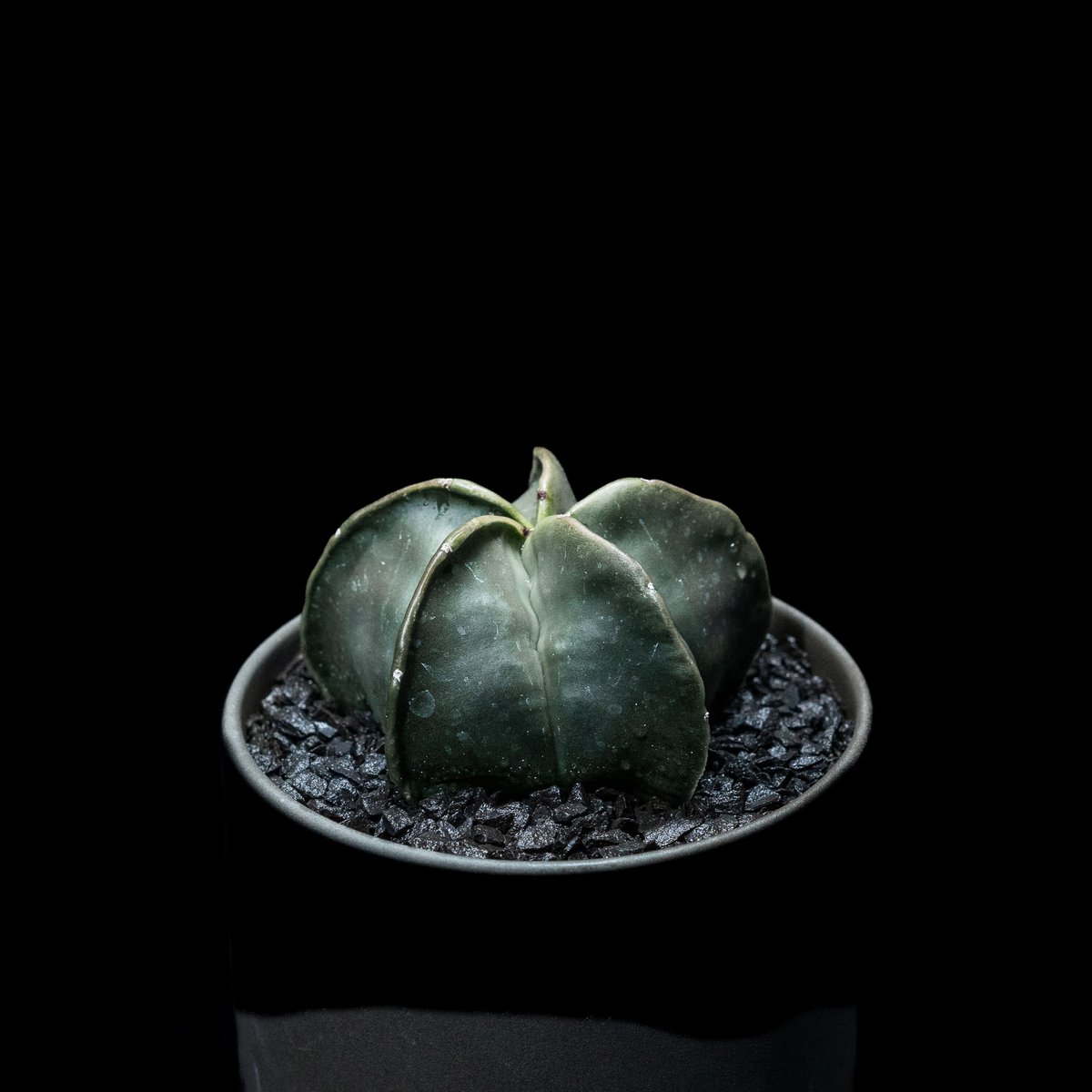 アストロフィツム 碧瑠璃鸞鳳玉 / Astrophytum myriostigma var.