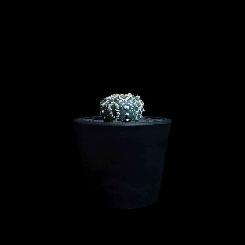 アストロフィツム アステリアス / Astrophytum asterias #35 | Du
