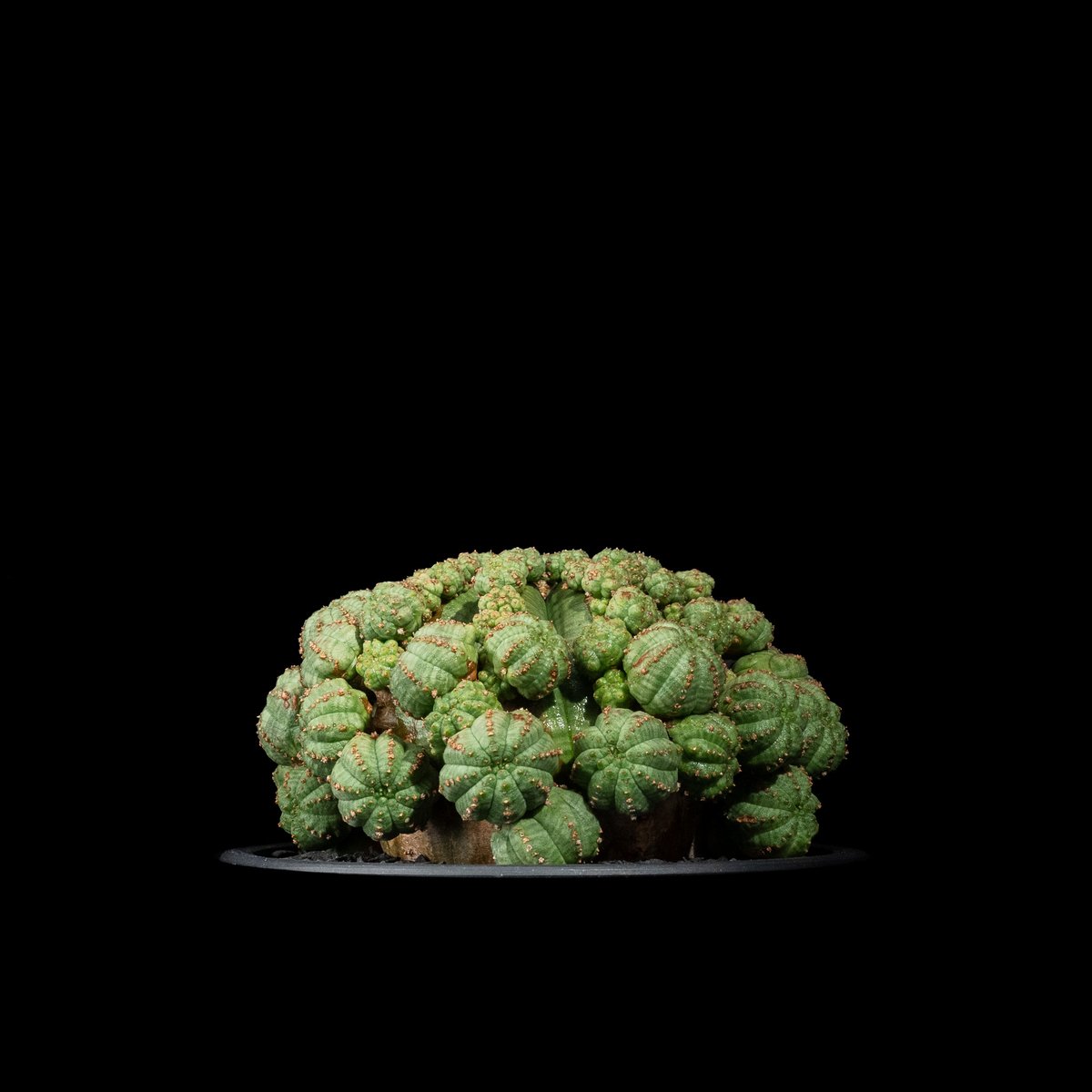 し*こ様 扁平シンメトリカ約6cm ユーフォルビア シンメトリカ / Euphorbia obesa ssp. symmetric