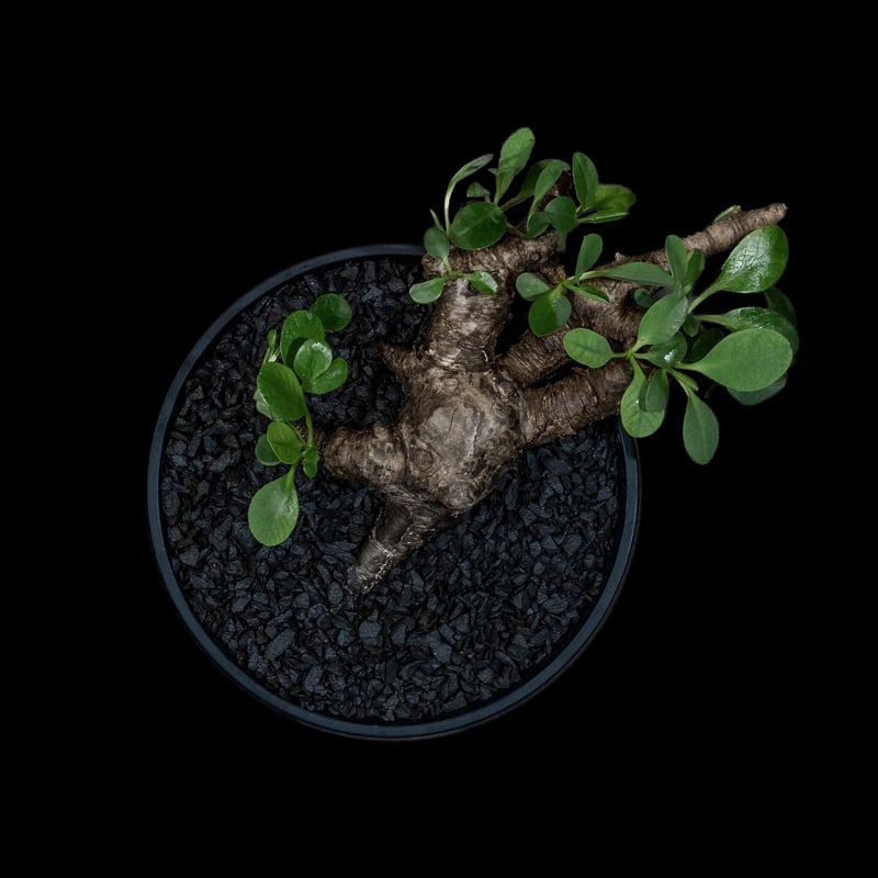 ユーフォルビア イトレメンシス / Euphorbia itremensis #1 | Duc...