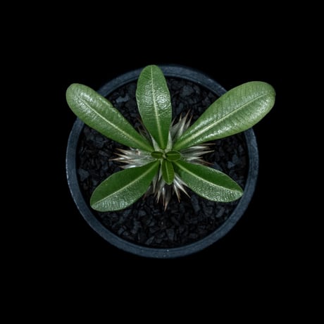 パキポディウム エブレネウム / Pachypodium eburneum #1