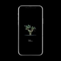 【スマホ壁紙】オトンナ ユーフォルビオイデス