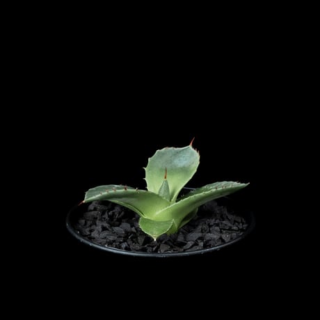 アガベ パリー トルンカータ / Agave parryi var. truncata #5