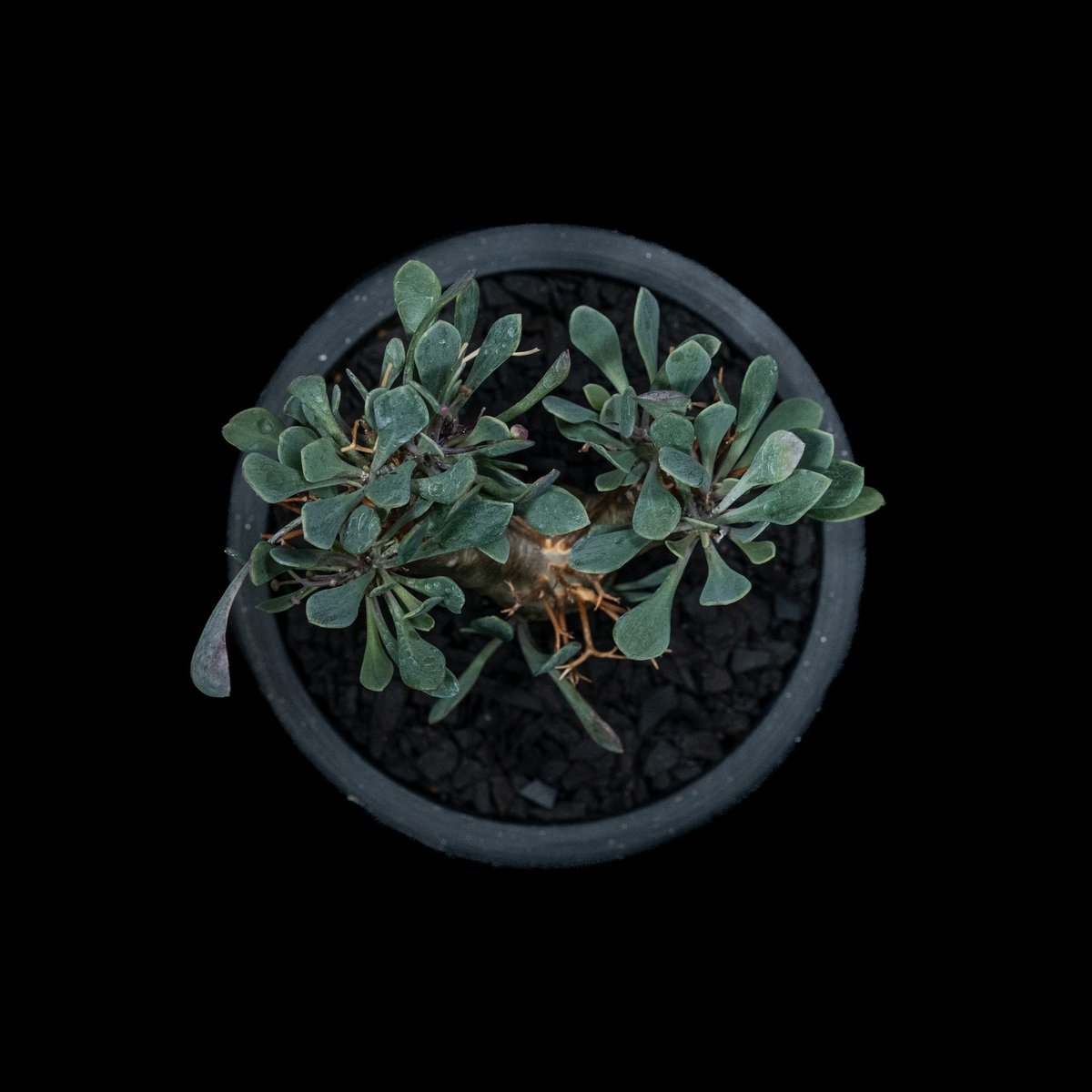 黒鬼城　Othonna euphorbioides オトンナユーフォルビオイデス オトンナ：ユーフォルビオイデス（黒鬼城） 3号 の通販 | 園芸ネット