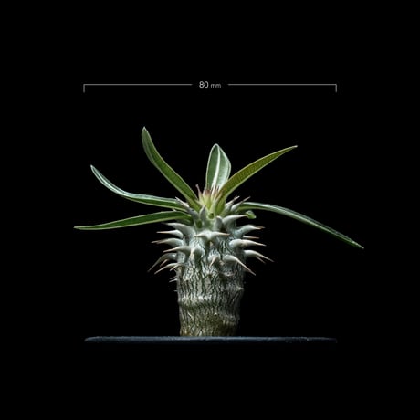パキポディウム ホロンベンセ / Pachypodium horombense #1