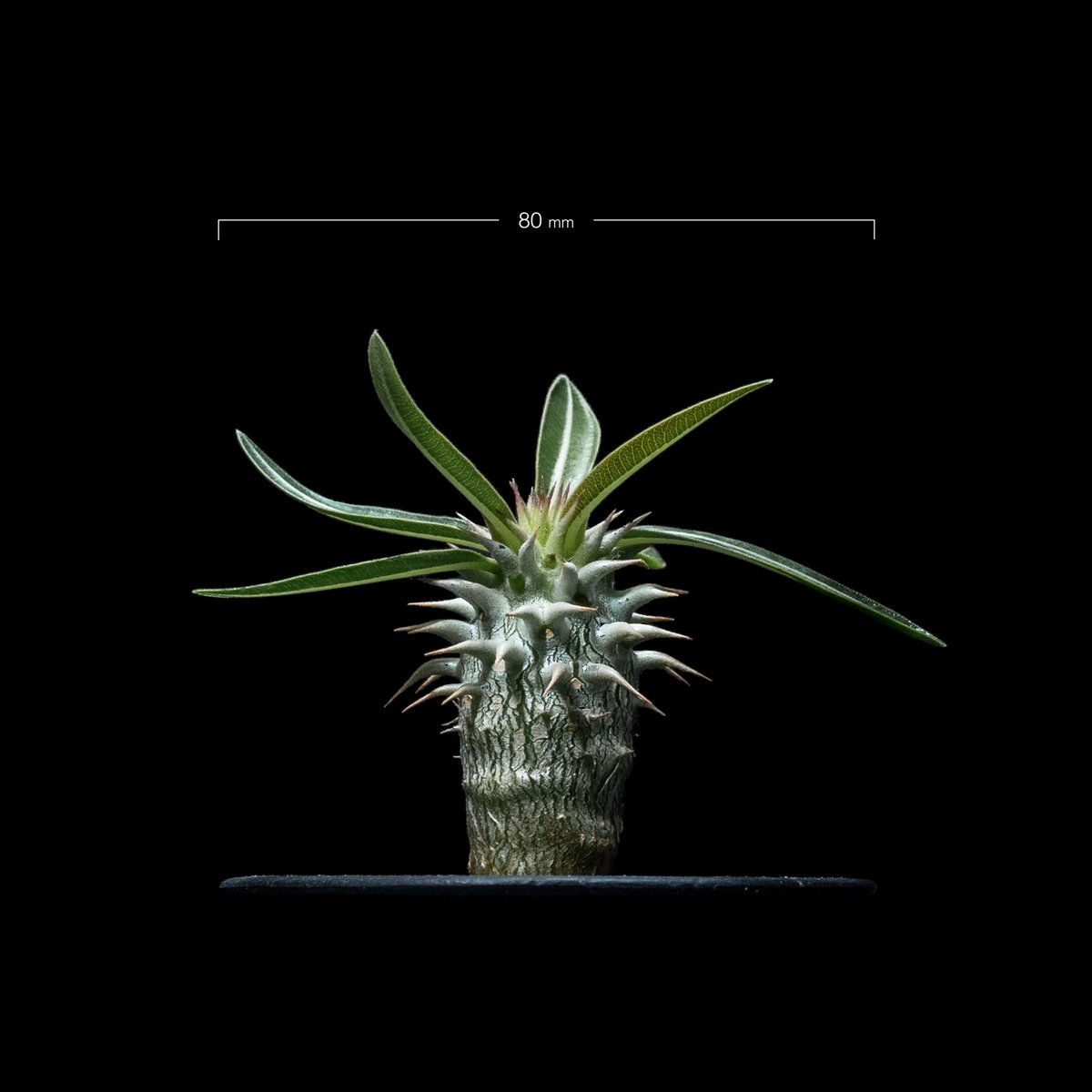 パキポディウム ホロンベンセ / Pachypodium horombense #1 | Du