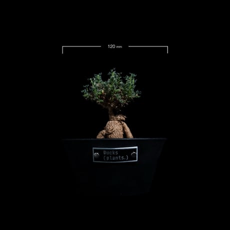 トリコディアデマ ブルボスム / Trichodiadema bulbosum #59