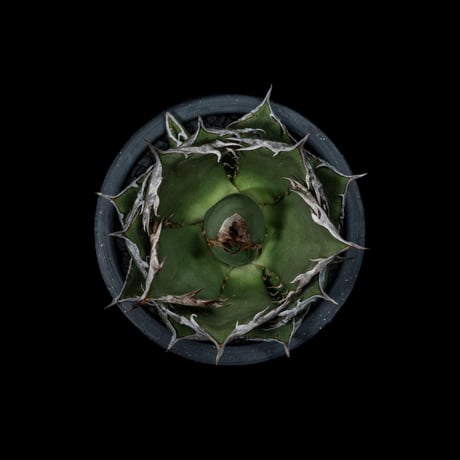 アガベ チタノタ 烈焔 逆刺 / Agave titanota ‘Flame’ #1