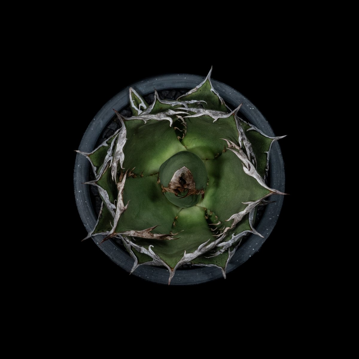 アガベ チタノタ 烈焔 逆刺 / Agave titanota 'Flame' #1 | Du アガベ チタノタ 烈焔 逆刺 / Agave titanota 'Flame' #1 | Du