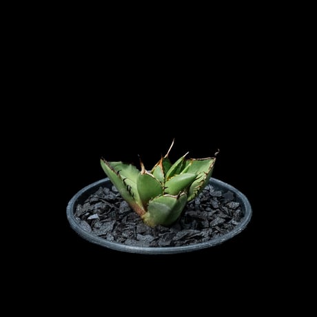 アガベ チタノタ 熊猫 / Agave titanota ‘Panda’ #2