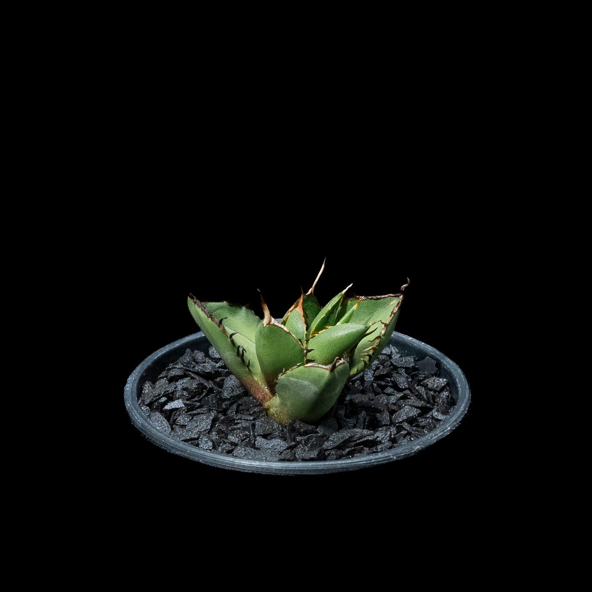 アガベ チタノタ 熊猫 / Agave titanota 'Panda' #2 | Ducks
