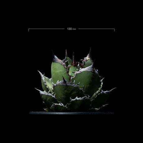 アガベ チタノタ 黒火焔 / Agave titanota ‘Black Fire’ #4