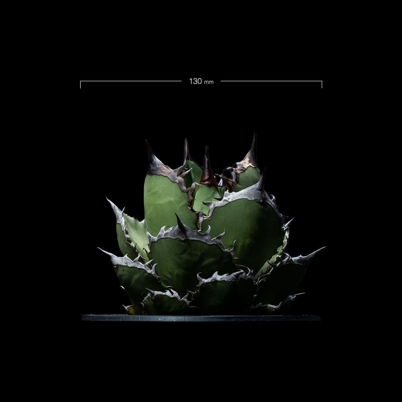 アガベ チタノタ 黒火焔 / Agave titanota 'Black Fire' #4 |