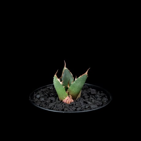 アガベ チタノタ 鬼爪 (カキ仔) / Agave titanota ‘Ghost Claw’ #2
