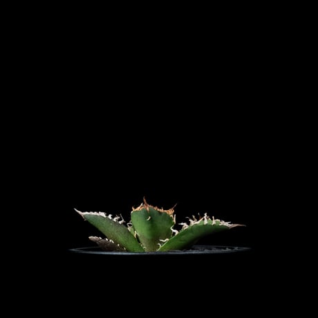 アガベ チタノタ シーザー / Agave titanota ‘Caesar’ #44