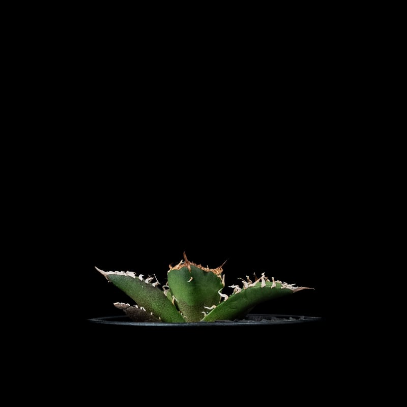 アガベ チタノタ シーザー / Agave titanota 'Caesar' #44 | D