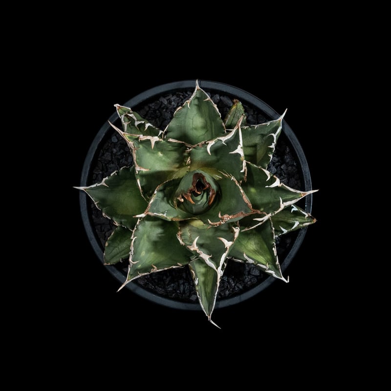 アガベ・チタノタ 夕映厳竜 / Agave titanota 'Solar Eclipse'