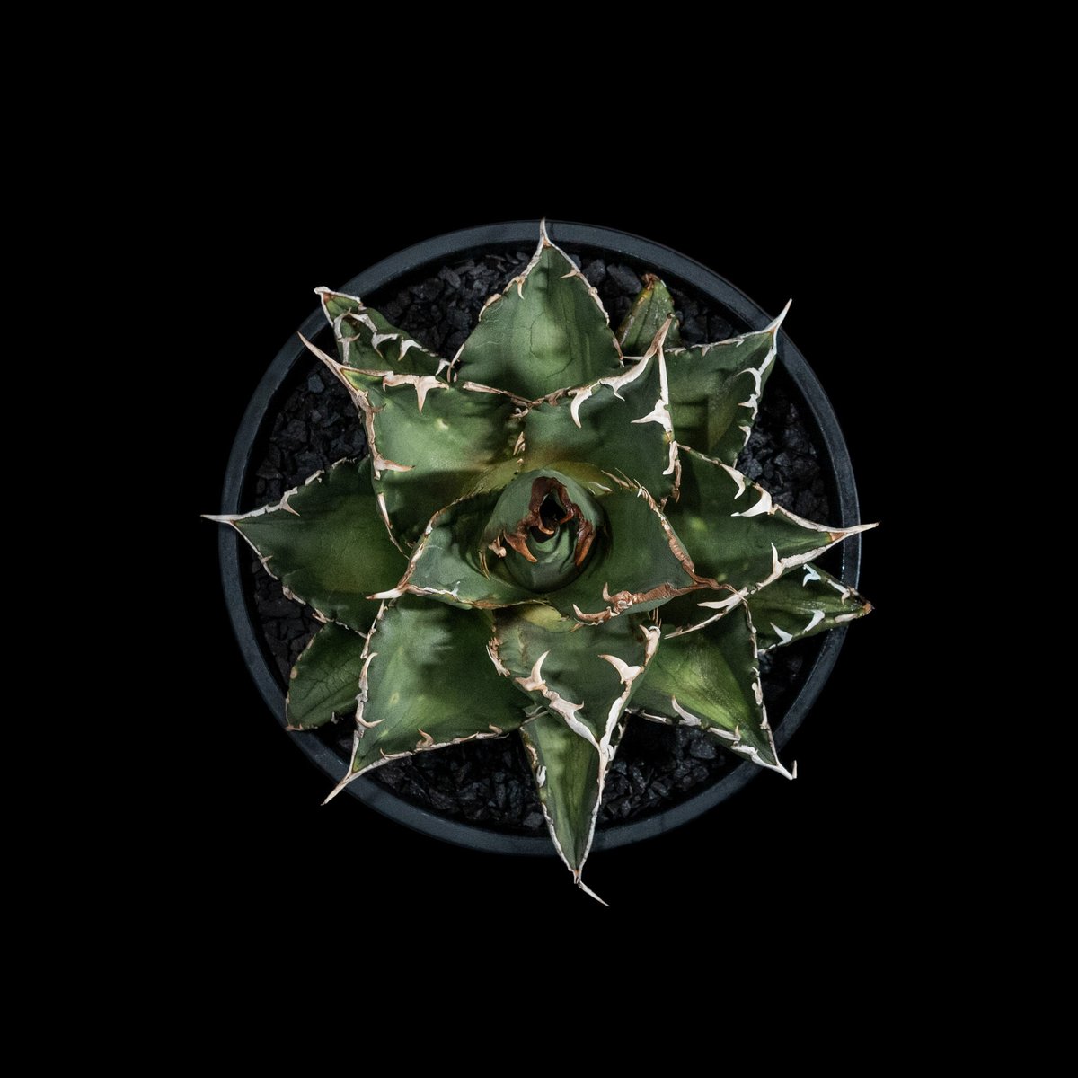 アガベ　チタノタ　金鯨　検　ブツブツ　冰雹　真麻花龍　皇冠　白鯨　黒鯨 アガベ チタノタ 金鯨 検 ブツブツ 冰雹 真麻花龍 皇冠 白鯨 黒