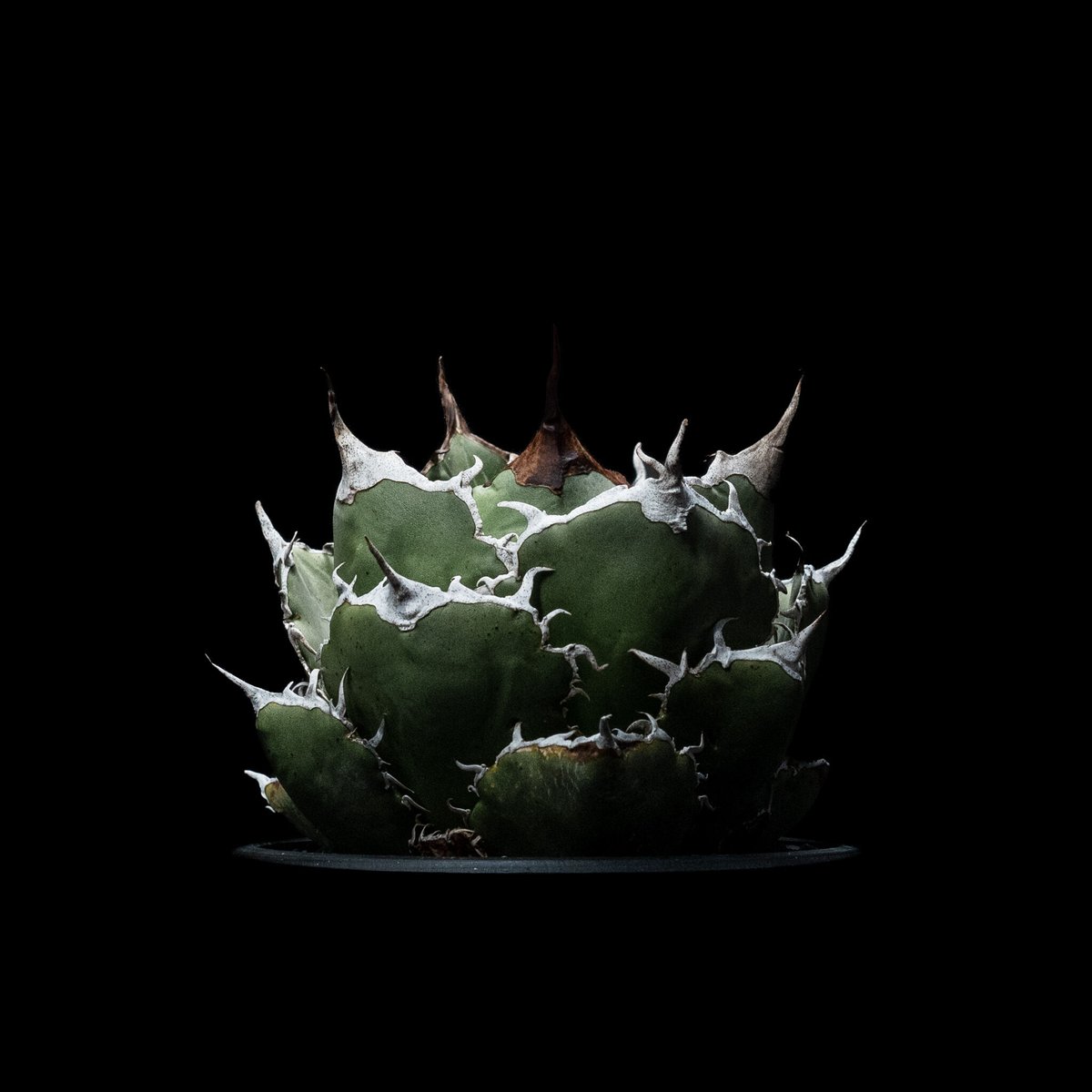 アガベ チタノタ 白鯨 / Agave titanota 'White Whale' #23 アガベ チタノタ 白鯨 / Agave titanota 'White Whale' #23