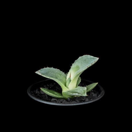 アガベ パリー トルンカータ / Agave parryi var. truncata #3