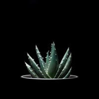 アロエ ペグレラエ / Aloe peglerae #1