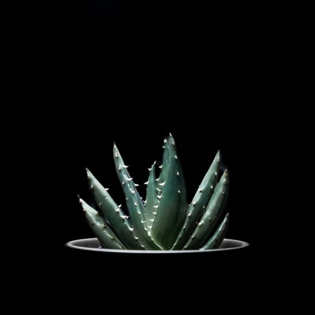 アロエ ペグレラエ / Aloe peglerae #1
