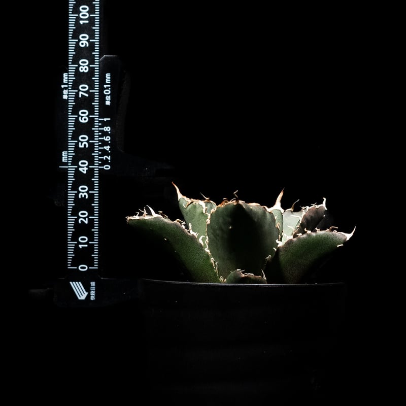 アガベ チタノタ 白鯨 / Agave titanota 'White Whale' #2 |
