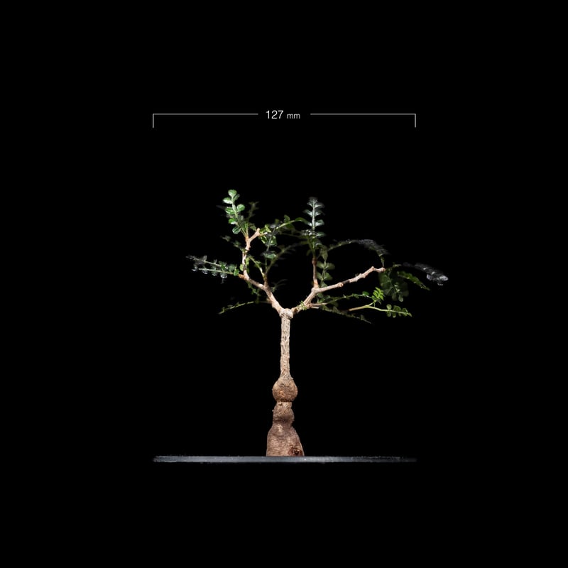 オペルクリカリア パキプス / Operculicarya pachypus #36 | D