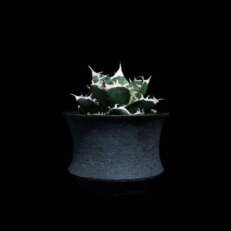 アガベ チタノタ 南アフリカダイヤモンド / Agave titanota 'South Africa Diamond'#13