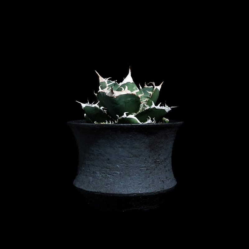 アガベチタノタ南アフリカダイヤモンド アガベ チタノタ 南アフリカダイヤモンド / Agave titanota 'South