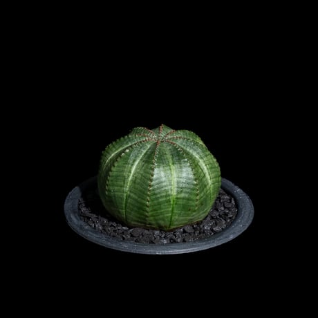 ユーフォルビア オベサ / Euphorbia obesa #21