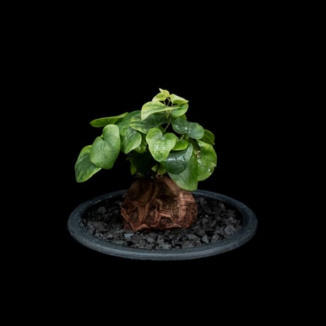 ディオスコレア 亀甲竜 / Dioscorea elephantipes #2