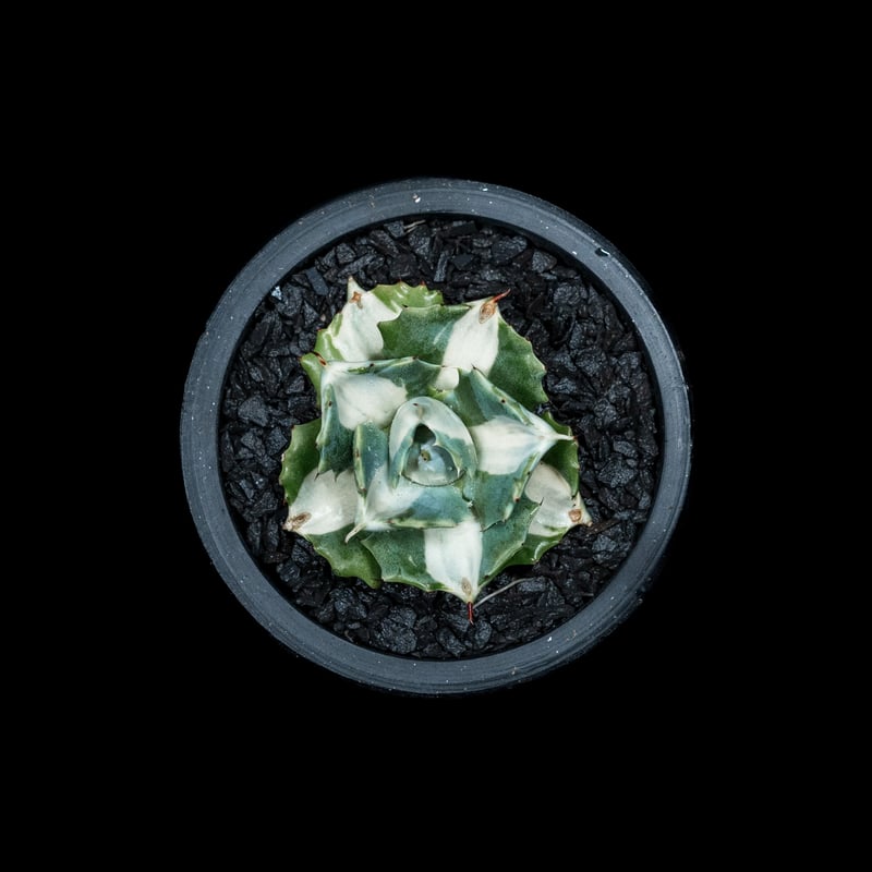 アガベ 王妃雷神 白中斑/ Agave isthmensis 'Ouhi Raijin' me アガベ 王妃雷神 白中斑/ Agave isthmensis 'Ouhi Raijin' me
