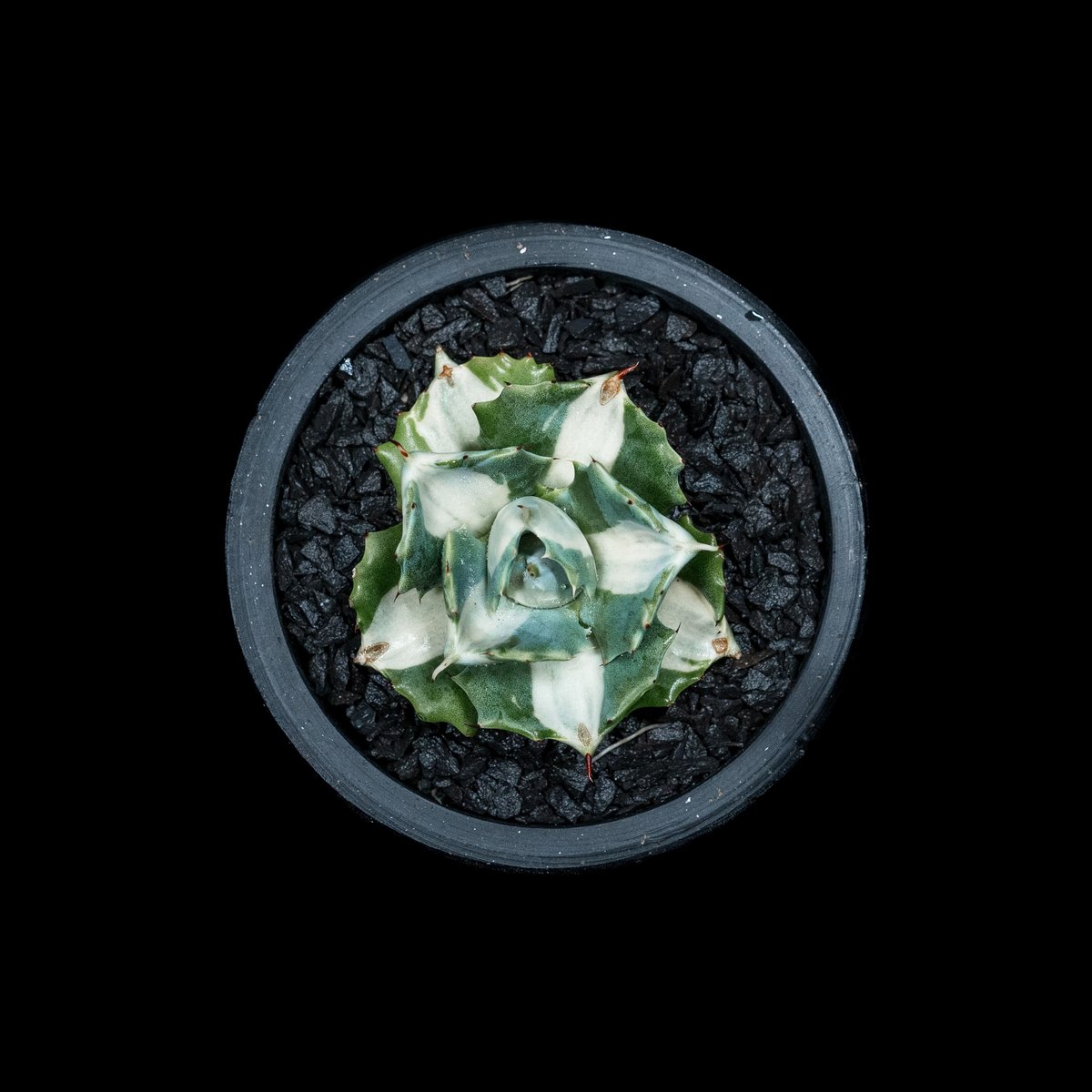 アガベ 王妃雷神 白中斑/ Agave isthmensis 'Ouhi Raijin' me アガベ 王妃雷神 白中斑/ Agave isthmensis 'Ouhi Raijin' me
